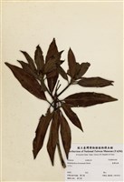 藏品(臺灣杜鵑)的圖片